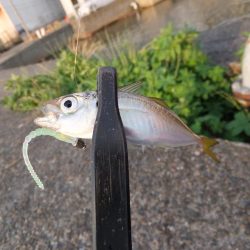 久々のアジング