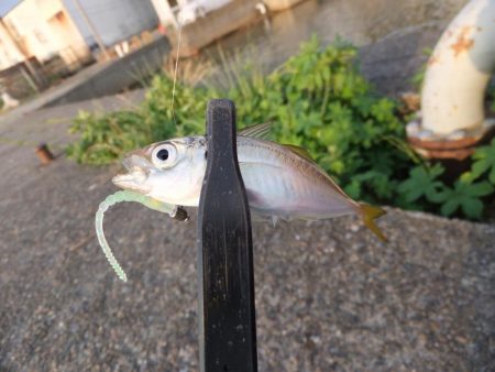 久々のアジング