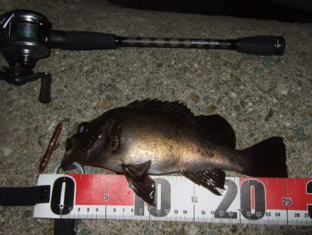 梅雨メバルも終盤