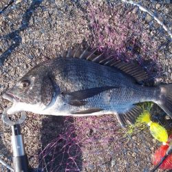 和歌山市某所で落とし込み 真チヌ40cm前後以下計3枚