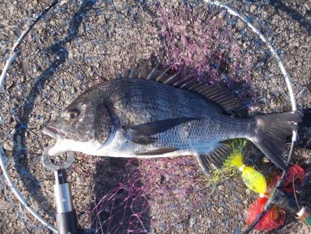 和歌山市某所で落とし込み　真チヌ40ｃｍ前…