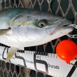 メジロはデカサバがお好き