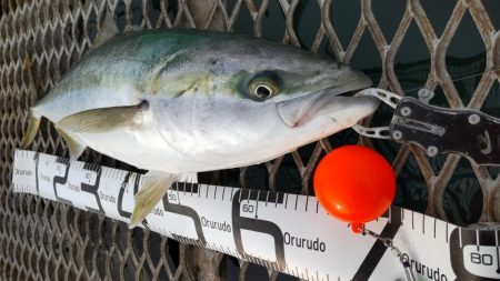 メジロはデカサバがお好き