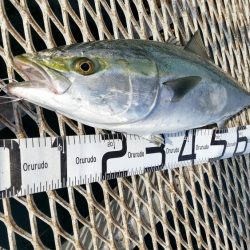 ブリ釣るならここでしょ！