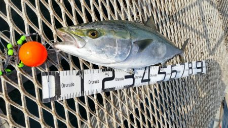 ブリ釣るならここでしょ！