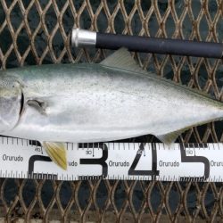 やっぱり居ました