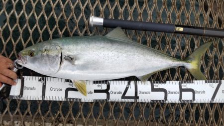 やっぱり居ました