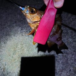 西二見で梅雨メバリング