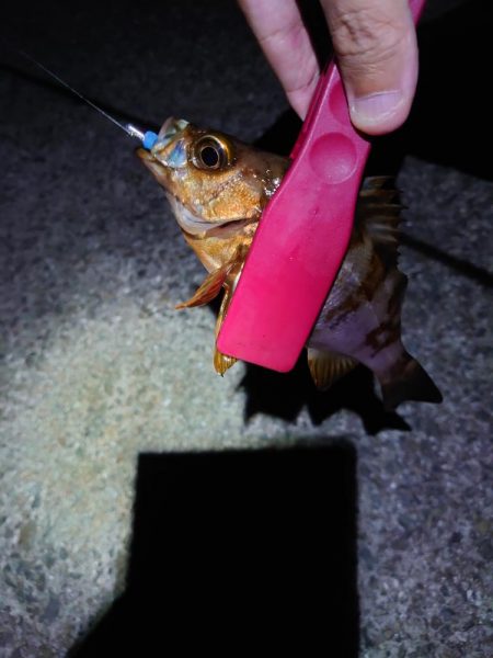 西二見で梅雨メバリング