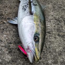 やっと春?青物ゲット!