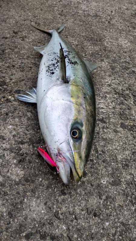 やっと春？青物ゲット！