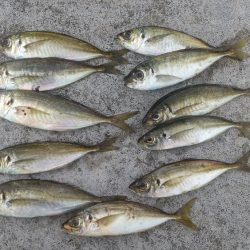 敦賀のポイントが釣り禁になっていましたw⁠(⁠°⁠ｏ⁠°⁠)⁠w