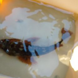 メバル見つけられず!