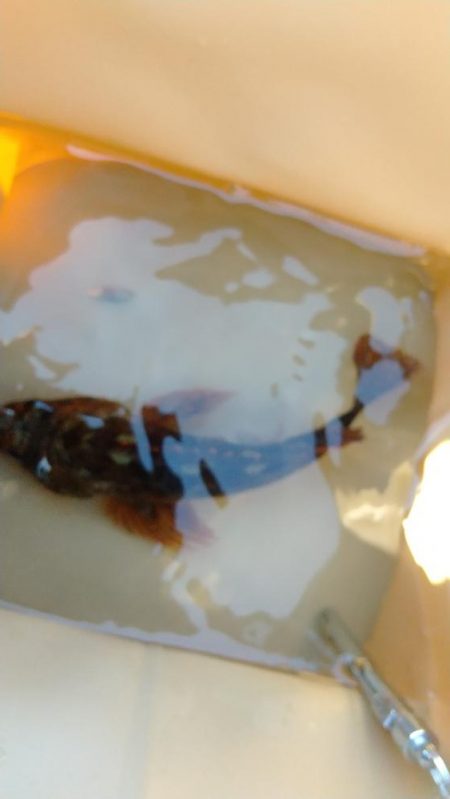 メバル見つけられず!