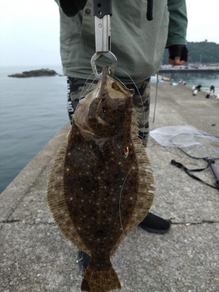 サビキでソゲゲット👍