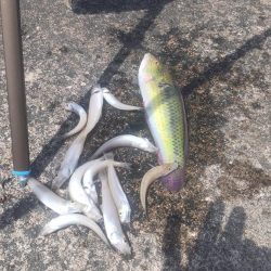 まぁまぁの釣果