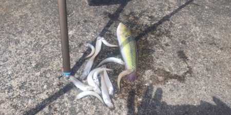まぁまぁの釣果