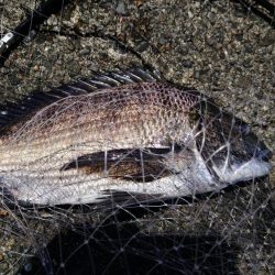 地元でフカセやってみよう