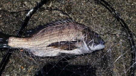 地元でフカセやってみよう