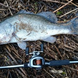 夕マズメの流れ込みで連発！