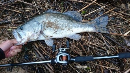 夕マズメの流れ込みで連発！