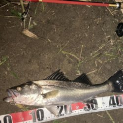 円山チーバス　ワハハハ