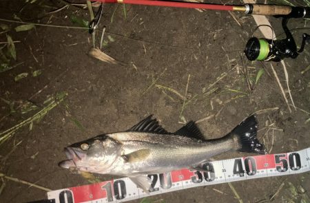 円山チーバス　ワハハハ