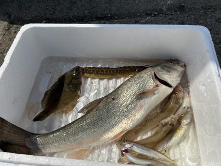 石狩湾新港で、五目釣り！！ハゼ、カレイとチ…