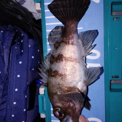 エギング　メバリング