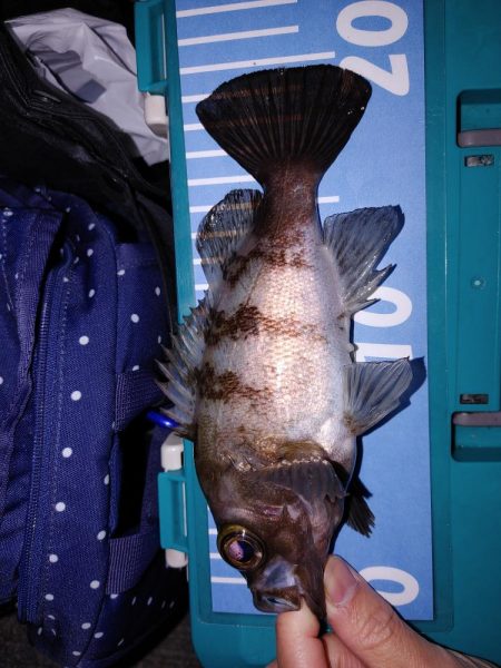 エギング　メバリング