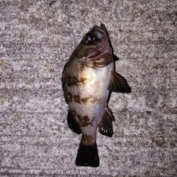 エギング、ちょっとだけメバリング