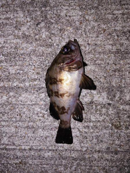 エギング、ちょっとだけメバリング