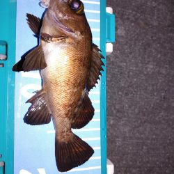 エギング、たまにメバリング