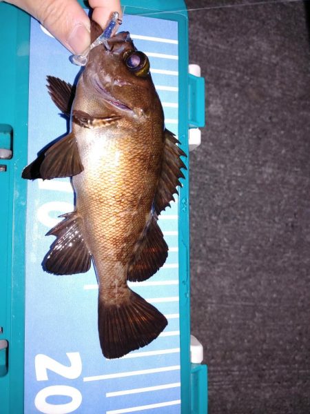 エギング、たまにメバリング