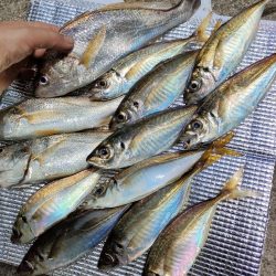 釣り幸でライトアジ