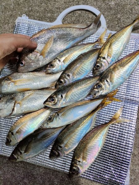 釣り幸でライトアジ