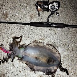 秋イカサイズのみ