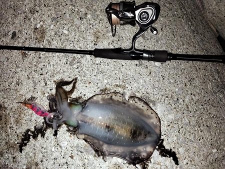 秋イカサイズのみ