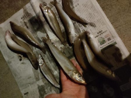 キス、アナゴリレー 吉野屋から