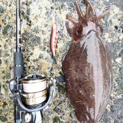 墨族　一本勝負