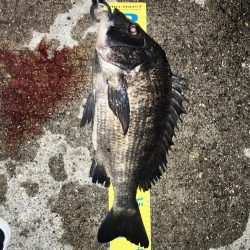 5戦3勝1負1引き分け