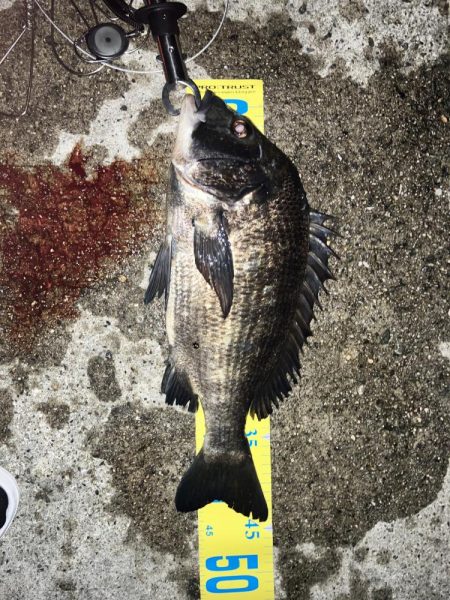 5戦3勝1負1引き分け