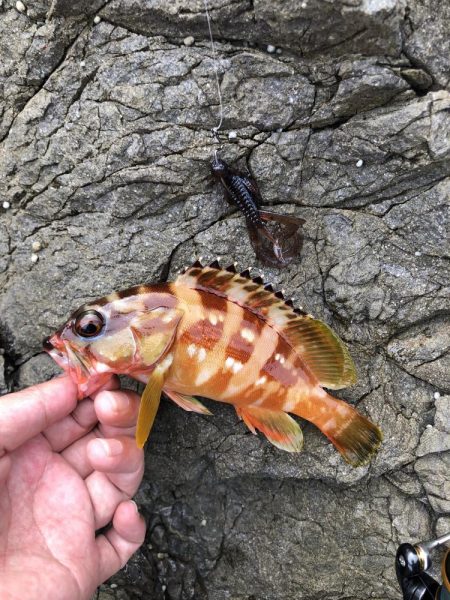 ライトロックフィッシング#1