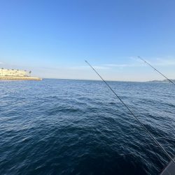 豆　豆アジ回遊中