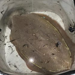 深夜のコウイカ釣り