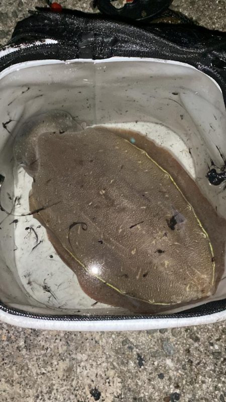 深夜のコウイカ釣り