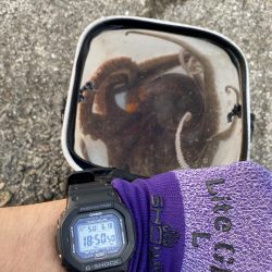 タコ釣り 今季初ヒット