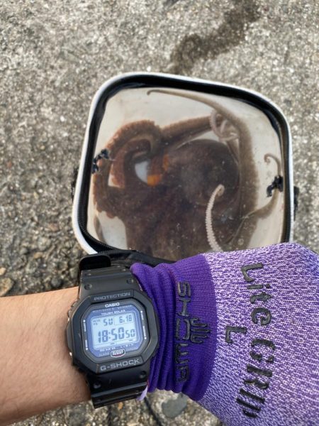 タコ釣り　今季初ヒット