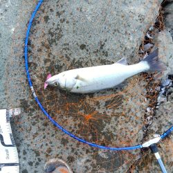 ぎりぎりハネ～6月ようやくシーバスが釣れた