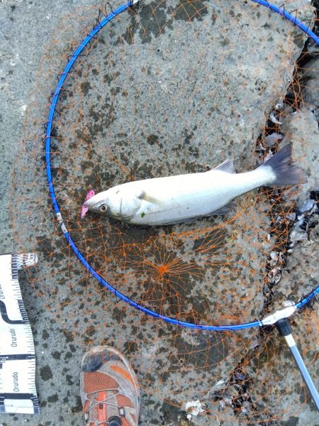 ぎりぎりハネ～6月ようやくシーバスが釣れた…